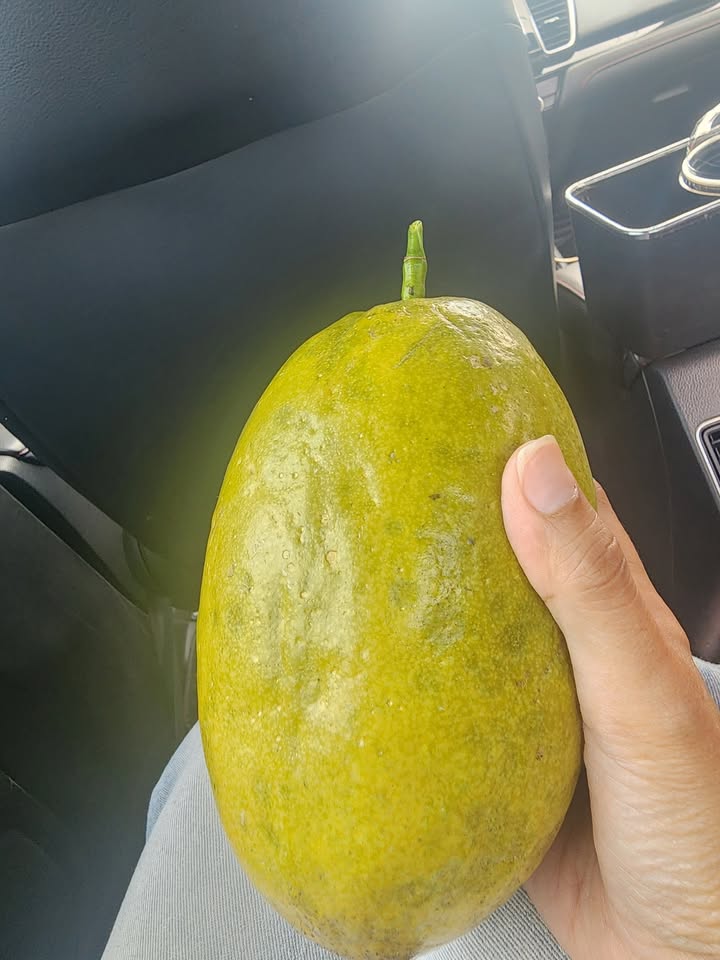 Đất nền Phường Diên Hồng, Pleiku 280m² giá chỉ 600 triệu - Cơ hội đầu tư tuyệt vời!