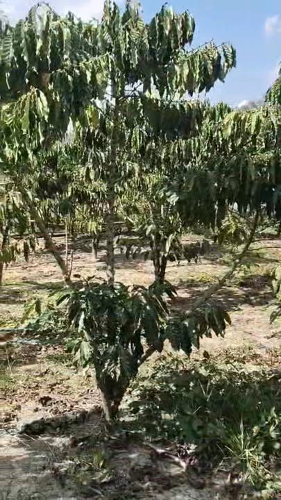 Đất Farm 2 mặt tiền tại Phúc Thọ, Lâm Hà 21.000m² giá 5.25 tỷ - Đầu tư sinh lời hấp dẫn!