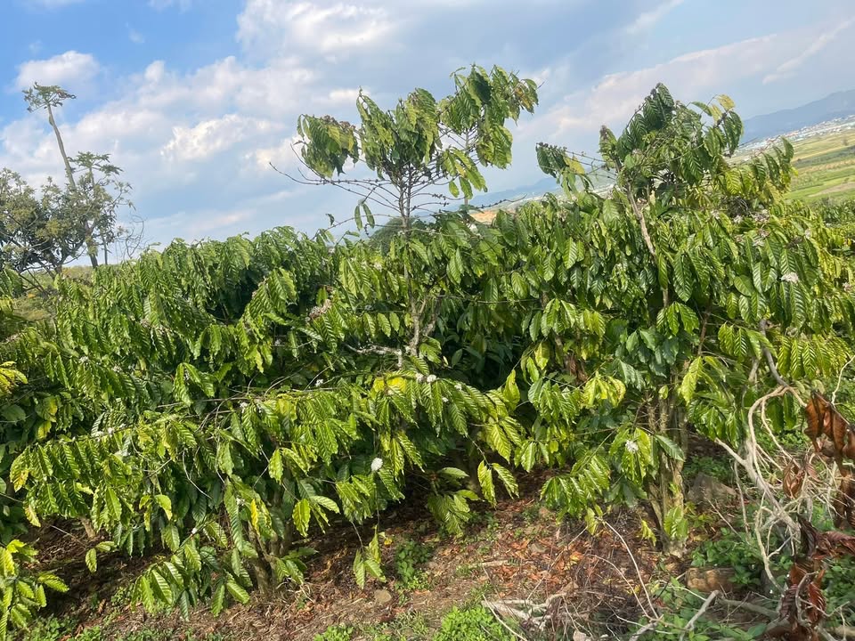 Đất nền 14,400m² tại Xã Tân Văn, Huyện Lâm Hà - Giá chỉ 1.7 tỷ - Chính chủ bán gấp!