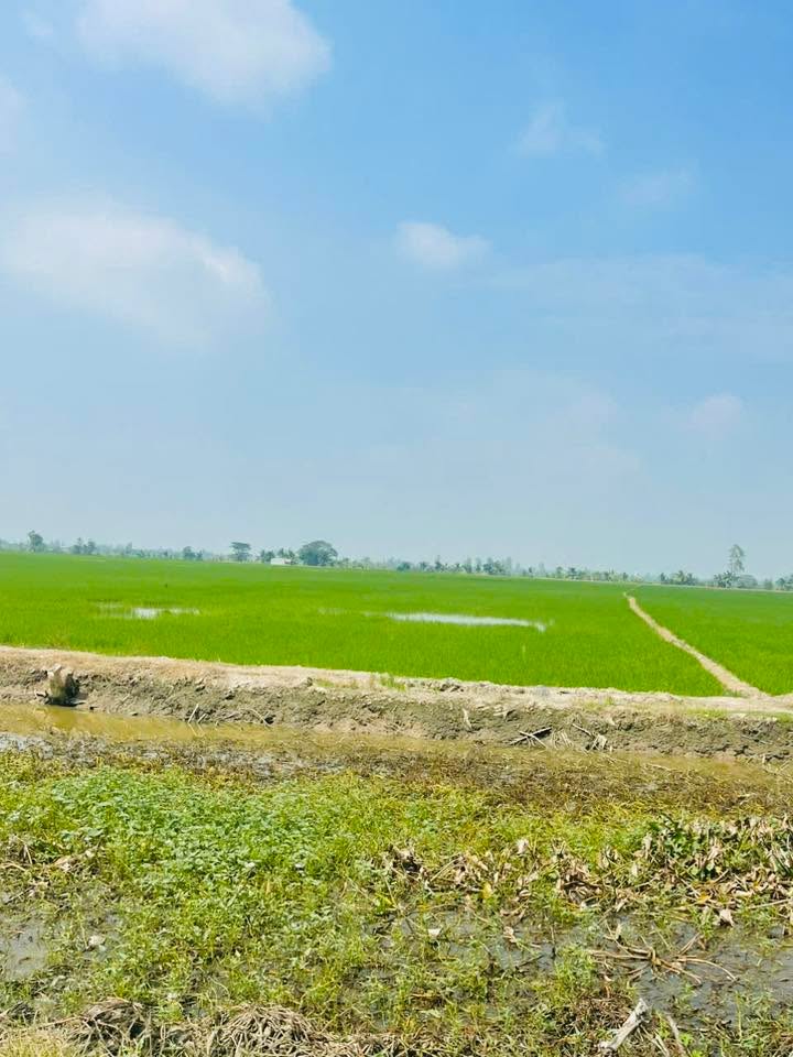 Bán 15 công đất ruộng tại xã Định Thành, huyện Thoại Sơn, An Giang - Giá thỏa thuận chính chủ!