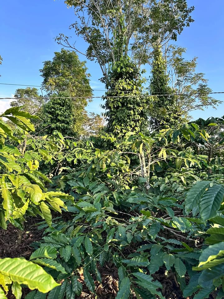 Đất farm Ea Tóh, Krông Năng 18,000m² giá 2.8 tỷ - Cơ hội đầu tư tuyệt vời!