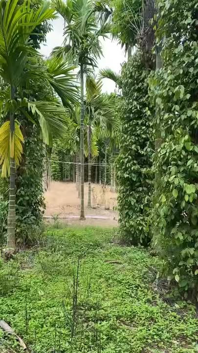 Farm Đắk Lắk 24,000m² giá 3.6 tỷ - Đầu tư sinh lời ngay hôm nay!