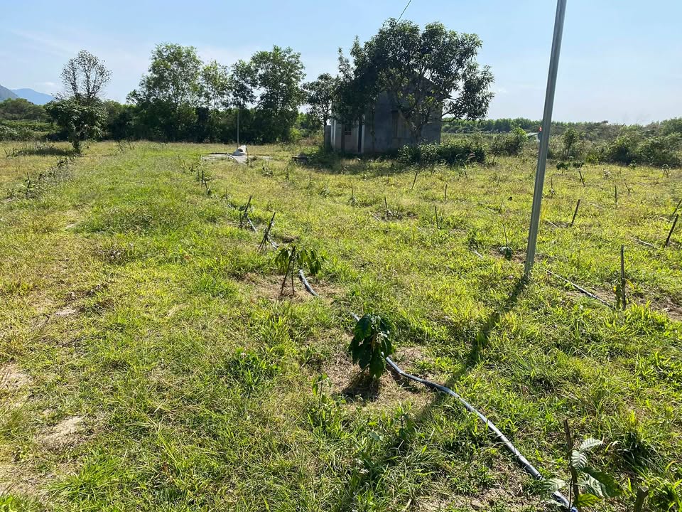 Đất thổ cư tại xã Ea Păl, Huyện Ea Kar 150m² - Giá tốt, vị trí đắc địa!