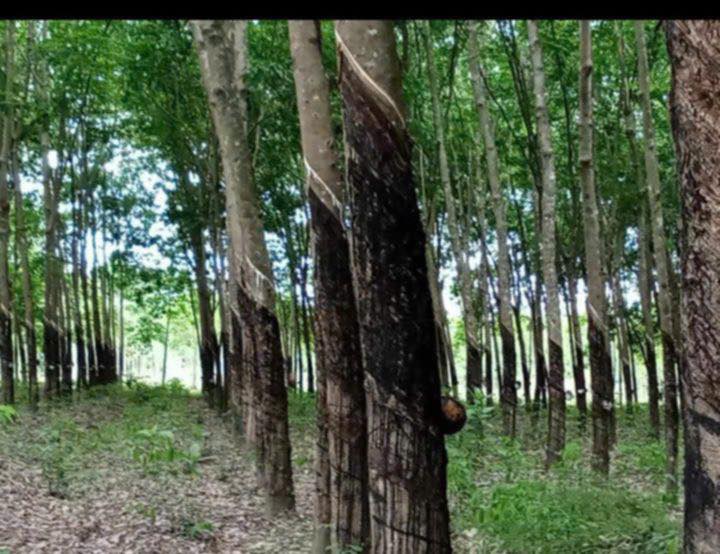 Đất cao su Thanh An Dầu Tiếng 1586m² giá 14 tỷ - Cơ hội đầu tư hấp dẫn!