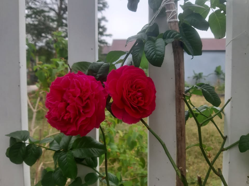 Bán gấp FrontHouse 124m² Đường Bến Tràm, Phú Quốc - Giá chỉ 2.9 tỷ