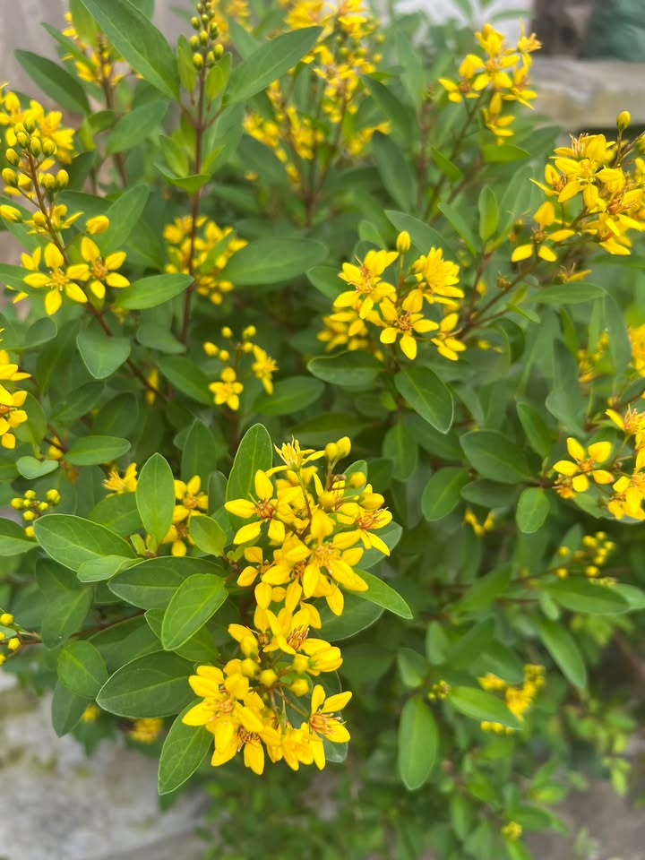 Đất nền Nghĩa Trung, Tư Nghĩa 530m² giá 200 triệu - Cần bán gấp!