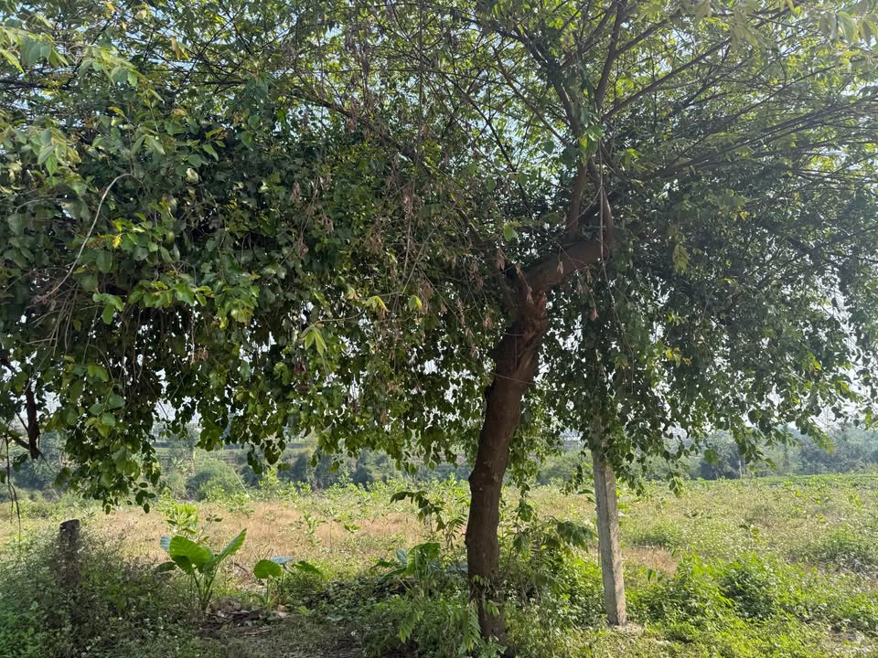 Đất nông nghiệp 2ha tại Khe Mo, Đồng Hỷ - Giá 6.5 tỷ, thương lượng