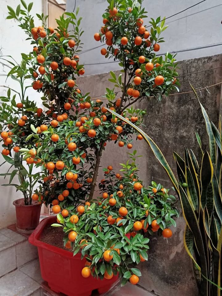 Đất Khu Tập Thể Viện Nông Nghiệp Ngọc Hồi 80m² giá 12 tỷ - Tiềm năng đầu tư lớn!