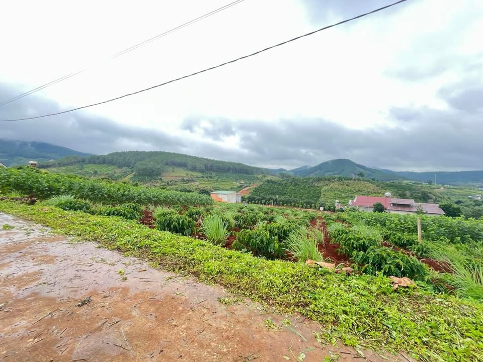 Đất nền Thôn 5 Gia Lâm, Lâm Hà 653m² giá chỉ 1.59 tỷ - Cơ hội đầu tư tuyệt vời!