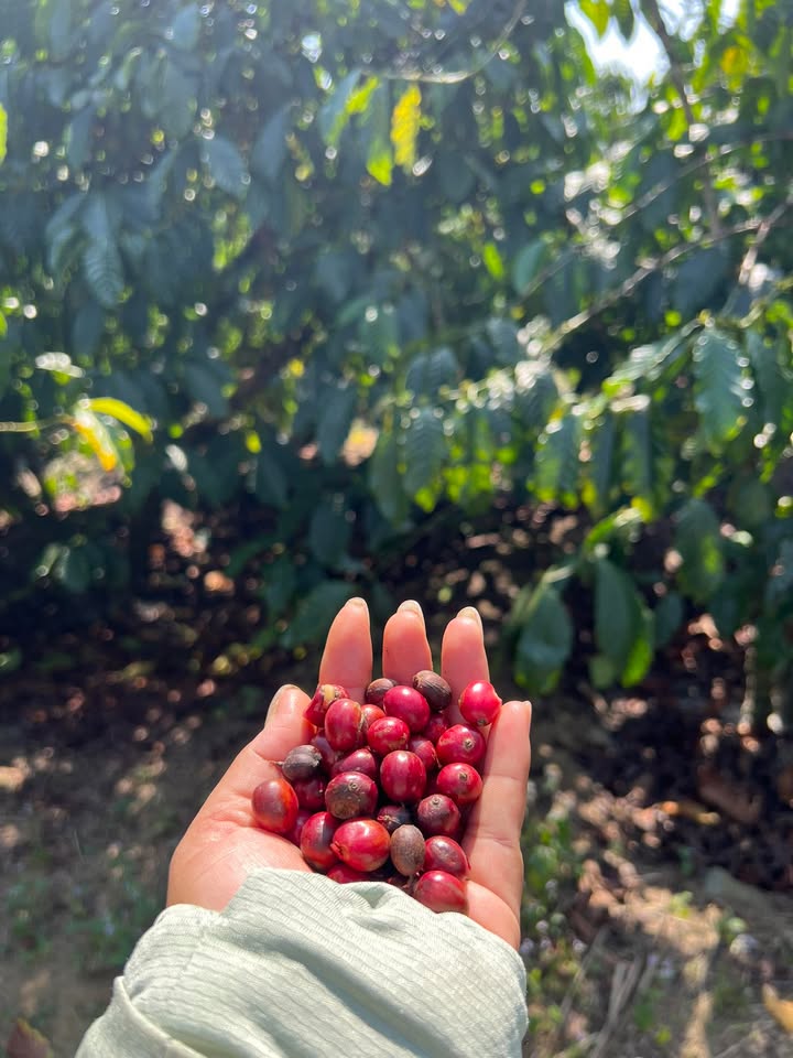 Đất nền 8.000m² tại Liêng Srônh, Đam Rông - Giá 7.7 tỷ - Giao dịch nhanh trong tuần!