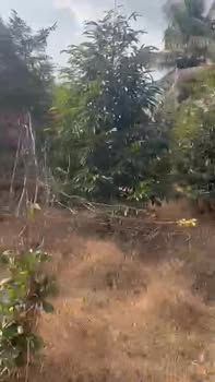 Đất cây lâu năm 1500m² tại Xã Cẩm Sơn, Huyện Cai Lậy, giá chỉ 1.3 tỷ - Đầu tư sinh lời ngay!