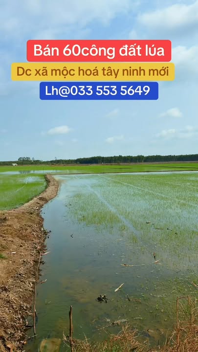 Đất nông nghiệp Tân Thành, Mộc Hóa 60.000m² giá 8.4 tỷ - Tiềm năng phát triển lớn!