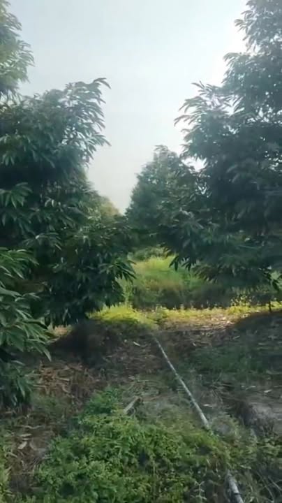 Farm 5 công sầu riêng Monthon tại Xã Mỹ Lợi B - Giá chỉ 3.591 tỷ!