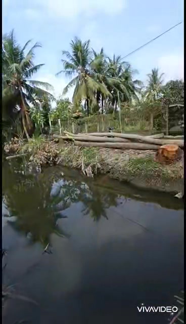 Đất nền Tân Hội Cai Lậy 500m² giá chỉ 590 triệu - Cơ hội đầu tư tuyệt vời!