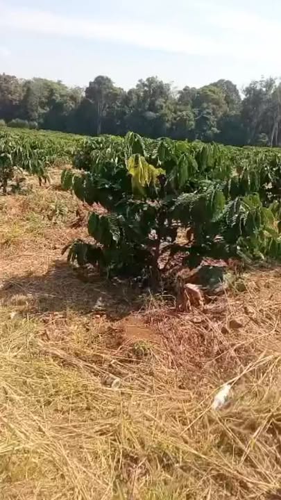 Đất nền 2 ha tại xã Quảng Sơn, huyện Đăk Glong giá 3.6 tỷ - Thương lượng nhẹ!