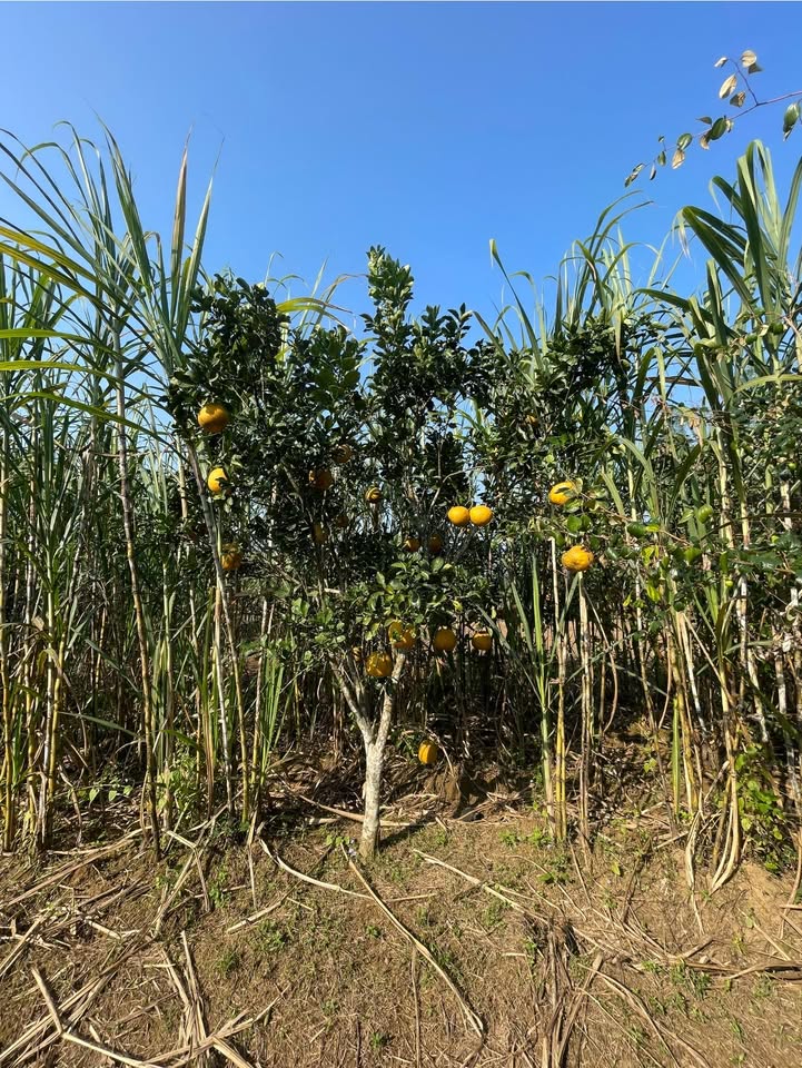 Đất Farm Xã Tân Lạc Huyện Tân Lạc 2700m² - Giá Thỏa Thuận, Tiềm Năng Phát Triển