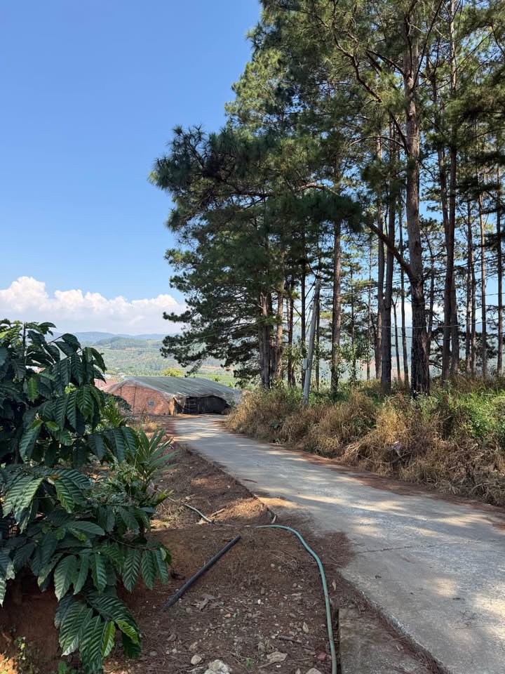 Đất nền Mê Linh - Lâm Hà 1.246m² giá 1.999 tỷ - Thương lượng nhẹ!