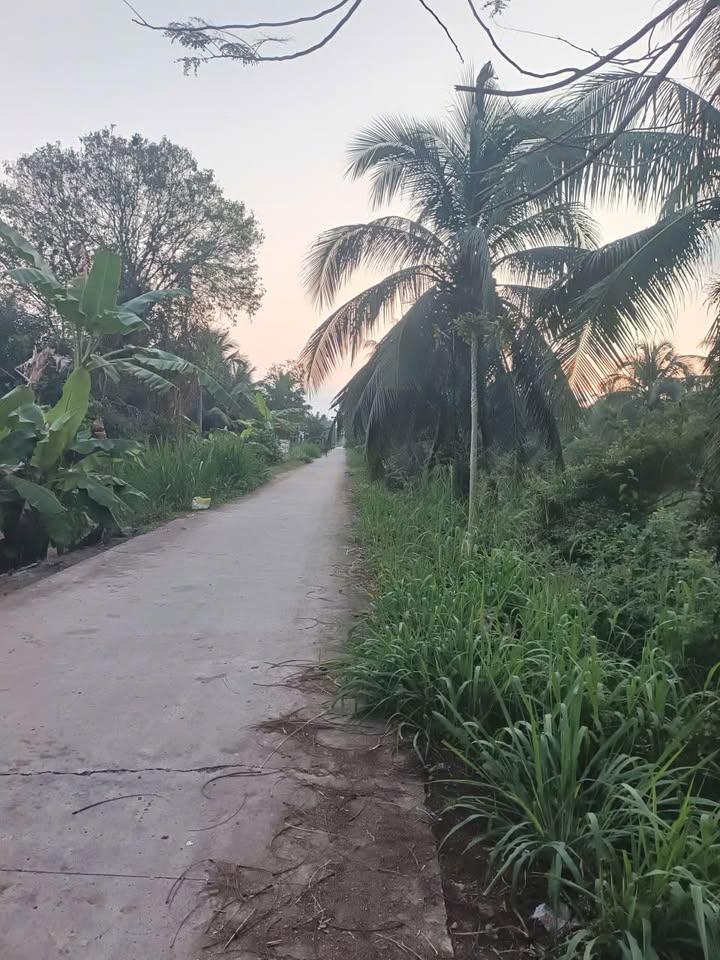 Đất vườn dừa tại Tân Mỹ, Ba Tri, Bến Tre 72.000m² giá 1.944 tỷ - Cơ hội đầu tư tuyệt vời!