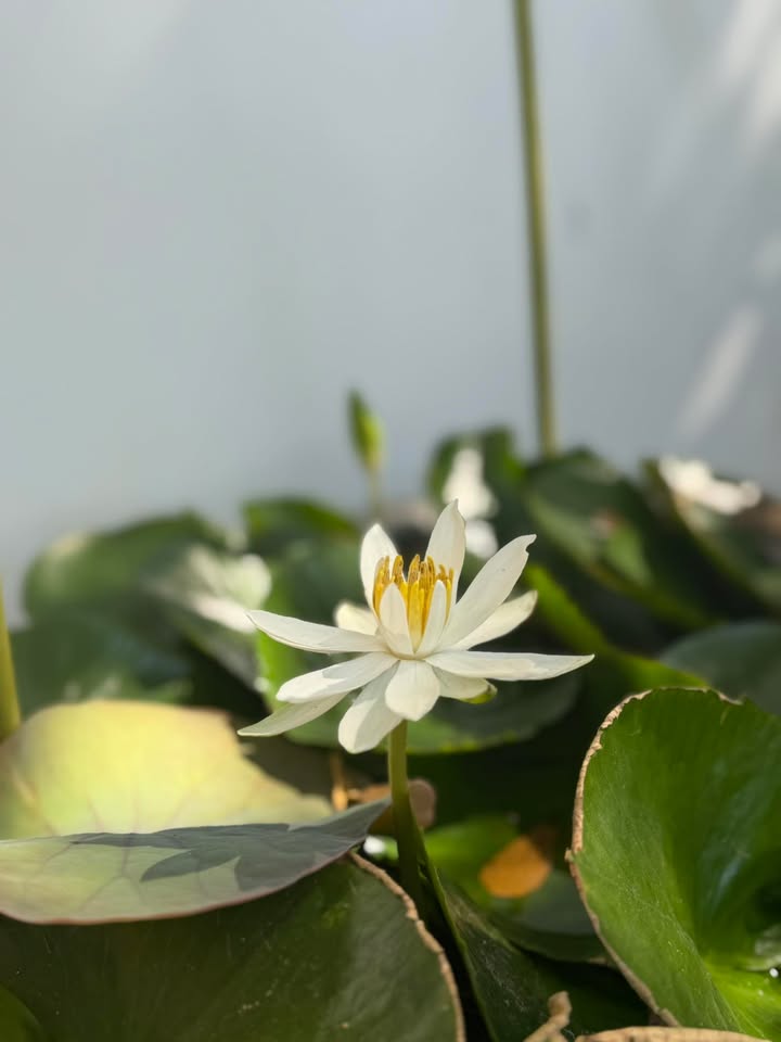 Đất nền Phường Nguyễn Trãi, 240m² giá 600 triệu - Sổ đỏ chính chủ, vị trí an ninh!