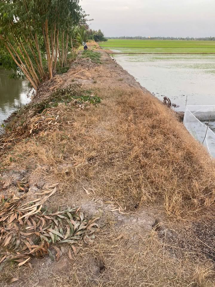 Đất ruộng mặt tiền đường nhựa tại Đa Lộc, Châu Thành, Trà Vinh - Giá chỉ 1.365 tỷ