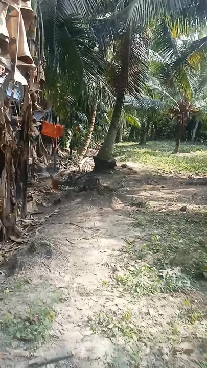 Đất nền 440m² tại Xã An Phú Tân, Huyện Cầu Kè - Giá chỉ 300 triệu!