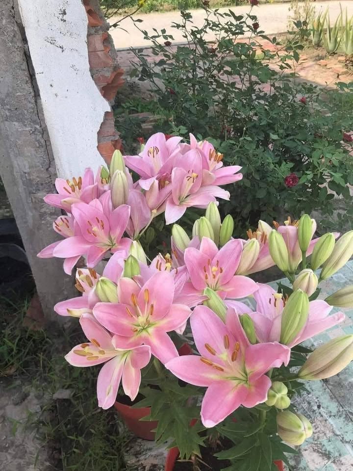 Đất lúa 12.000m² mặt tiền Nguyễn Văn Tịch Tân An - Giá chỉ 900.1 triệu!