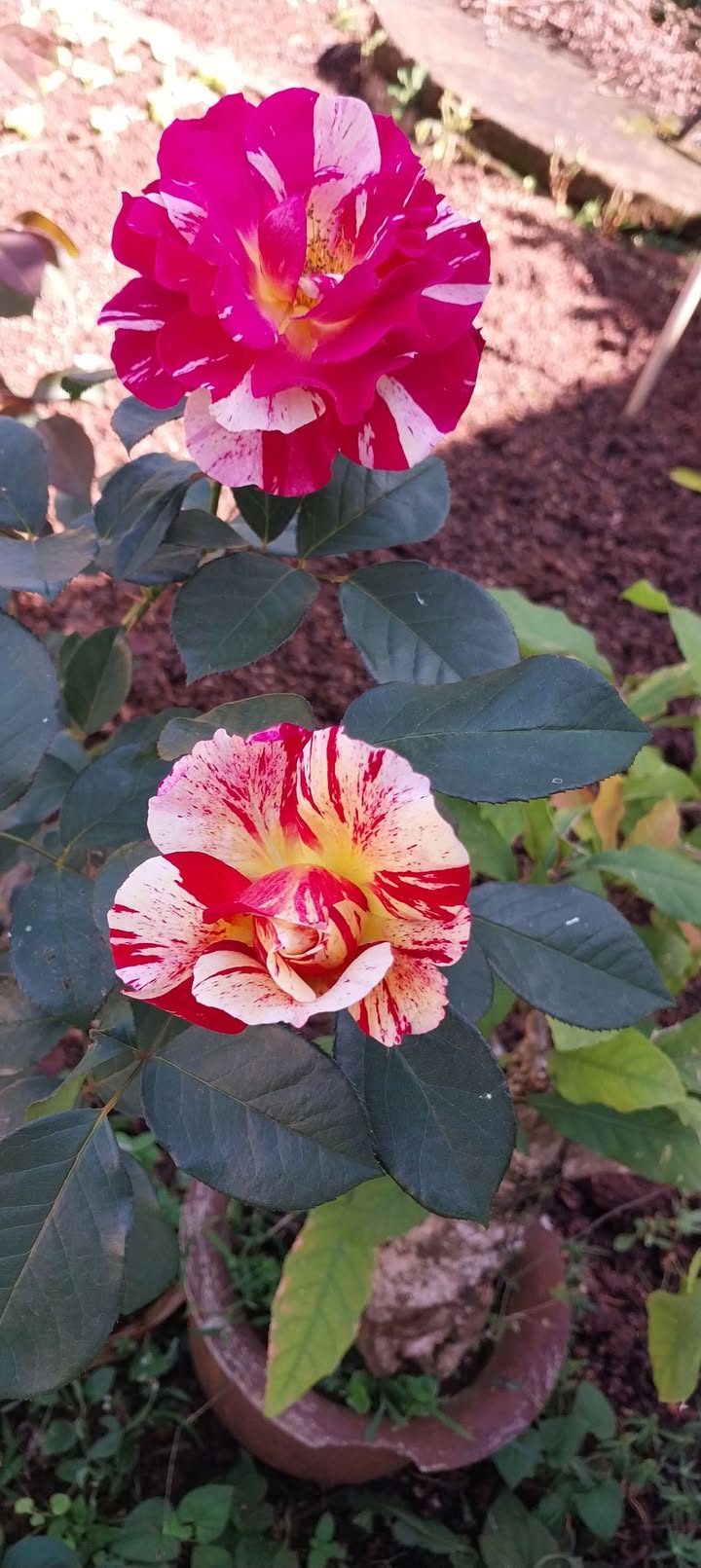 Đất thổ cư 300m² đường Nguyễn Văn Linh, Buôn Ma Thuột - Giá chỉ 46.5 tỷ!