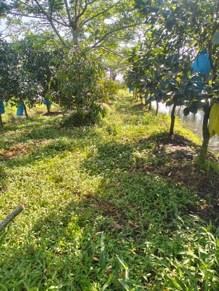 Đất bán Xã Phú Hữu, Huyện Châu Thành, 11.000m² - Giá tốt đầu tư!