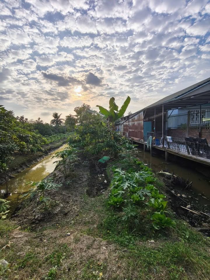 Đất nền 4.425m² Rạch Chuối, An Bình, Cần Thơ giá 12 tỷ - Phù hợp mô hình chăn nuôi!