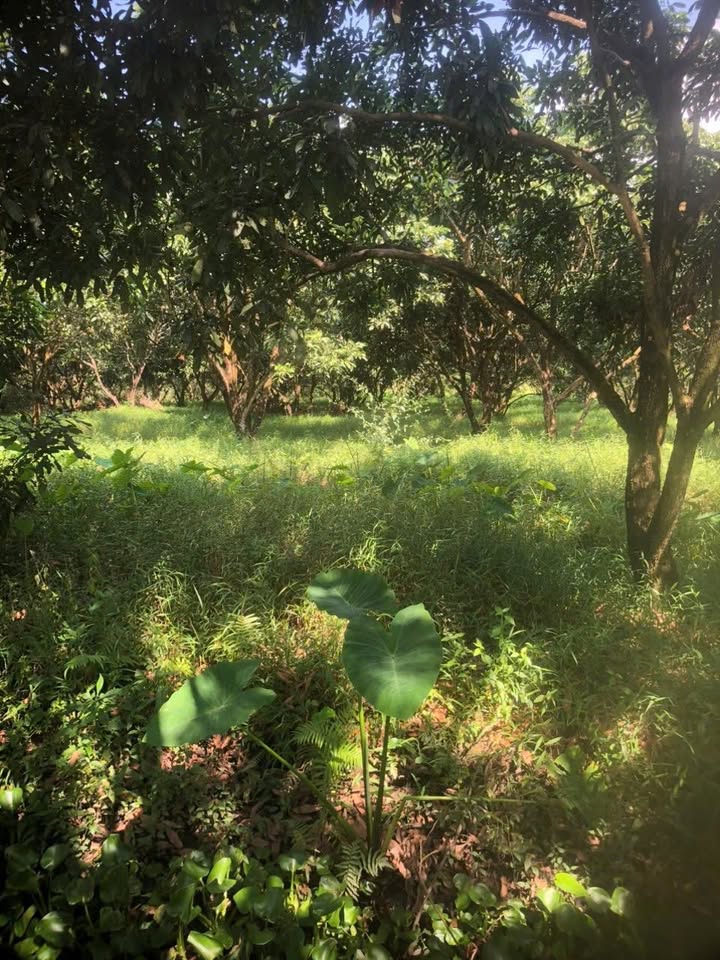 Đất 2 mặt tiền lộ nông thôn 5m và sông tại Phú Thứ, Cần Thơ - 21.000m² giá 42 tỷ