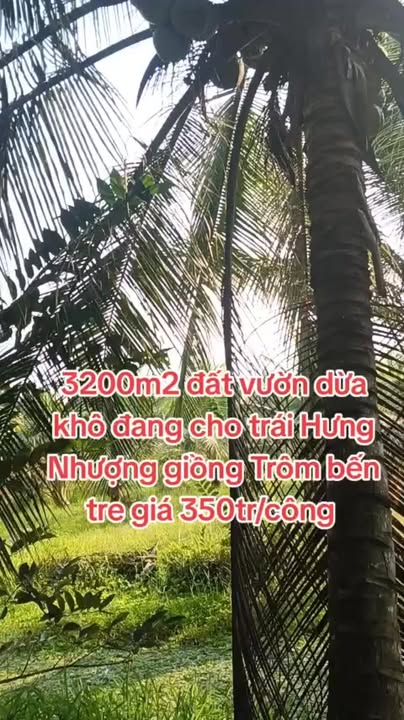 Đất nông nghiệp xã Hưng Nhượng, Giồng Trôm, Bến Tre 32.000m² - Đầu tư sinh lời ngay!
