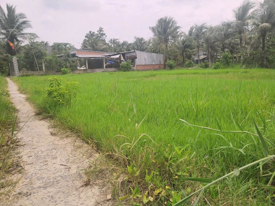 Đất thổ cư Phú Hưng Bến Tre 622,8m² giá 800 triệu - Đầu tư tiềm năng!