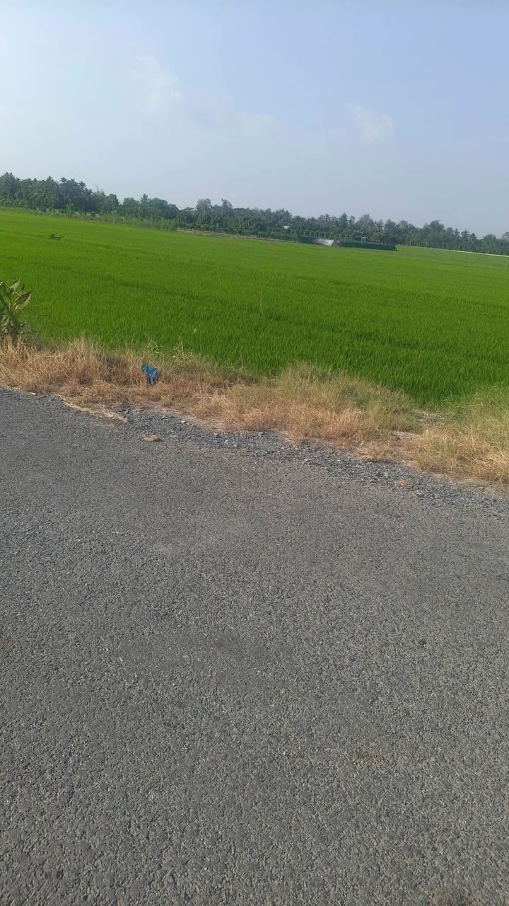 Đất mặt tiền đường nhựa Xã Mỹ Thuận, Huyện Bình Tân, 70.000m² giá 2.1 tỷ - Cơ hội đầu tư tuyệt vời!