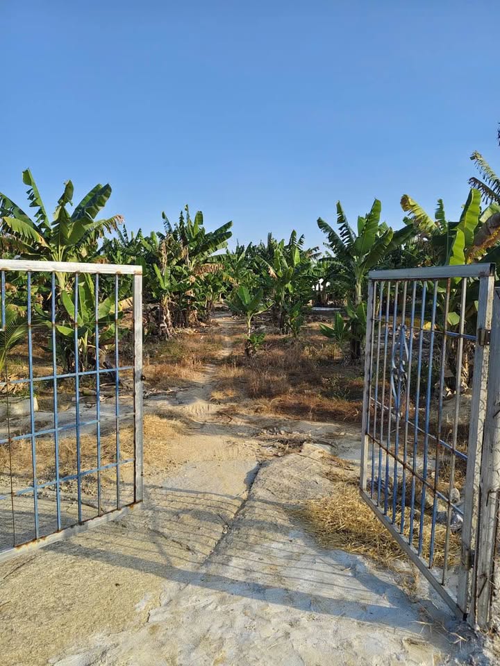 Đất nông nghiệp 7000m² tại Thôn Lập Lá, Ninh Sơn - Giá chỉ 990 triệu!