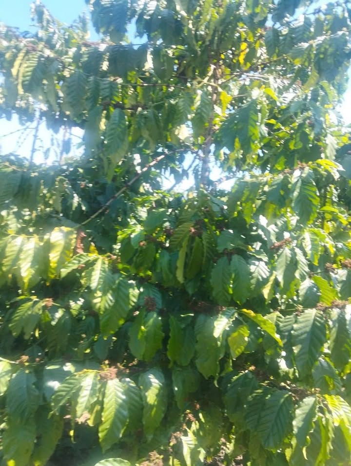 Đất nền Đinh Trang Thượng 2.2ha giá 2.6 tỷ - Cơ hội đầu tư sinh lời!