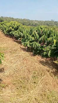 Đất nền 20.000m² tại Xã Quảng Lập, Huyện Đơn Dương giá 3.6 tỷ - Cơ hội đầu tư lý tưởng!