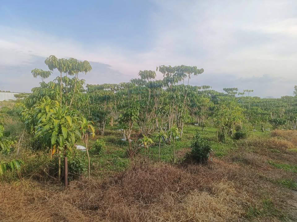 Đất nền 2086m² Hẻm Phan Chu Trinh, Phường Lộc Tiến giá 1.55 tỷ - Cơ hội đầu tư sinh lời!