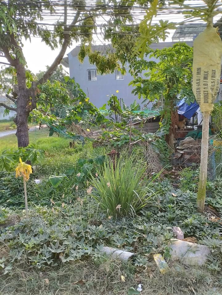 Đất thổ cư xã Đức Hòa Hạ, huyện Đức Hòa, 120m² giá 1.8 tỷ - Đường xe hơi thoải mái!