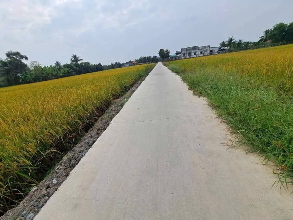 Đất lúa 3700m² tại Ấp 1B, Xã An Thạnh, Bến Lức giá 4.81 tỷ - Mặt tiền đường xe hơi thuận tiện!