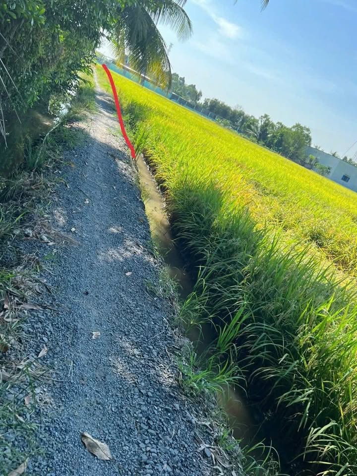 Đất nền 1.000m² xã Nhựt Chánh, Bến Lức - Giá chỉ 770 triệu!