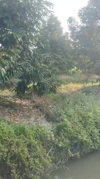 Farm sầu riêng Monthon 57,000m² tại xã Mỹ Lợi B, Cái Bè - Giá chỉ 3.591 tỷ!