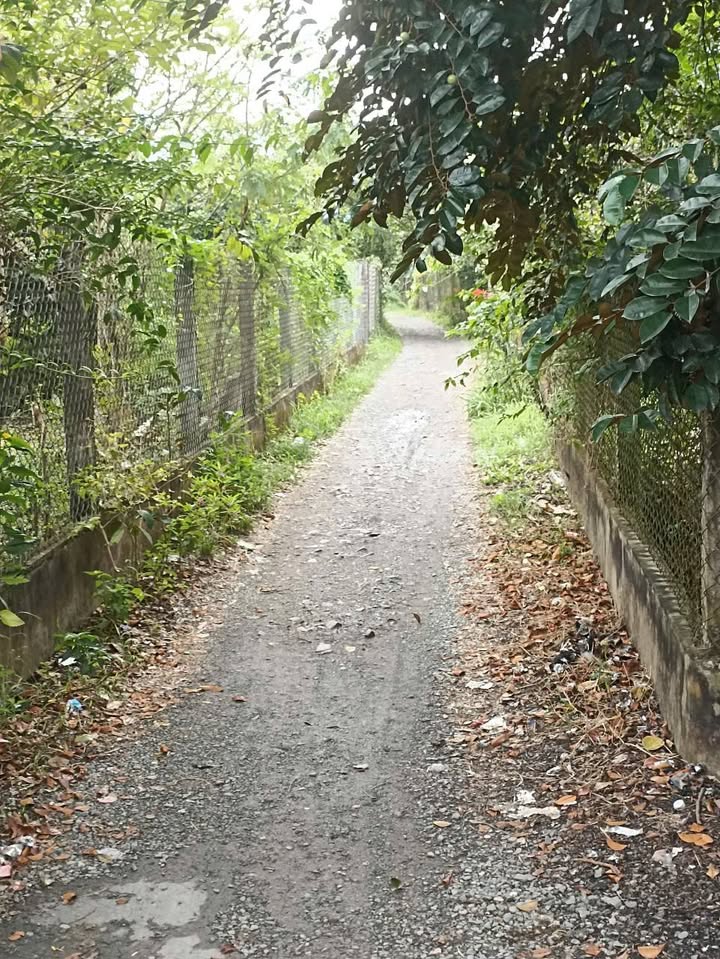 Đất nền Long Hòa, Bình Đại 371m² giá 1.15 tỷ - Sổ đỏ chính chủ!