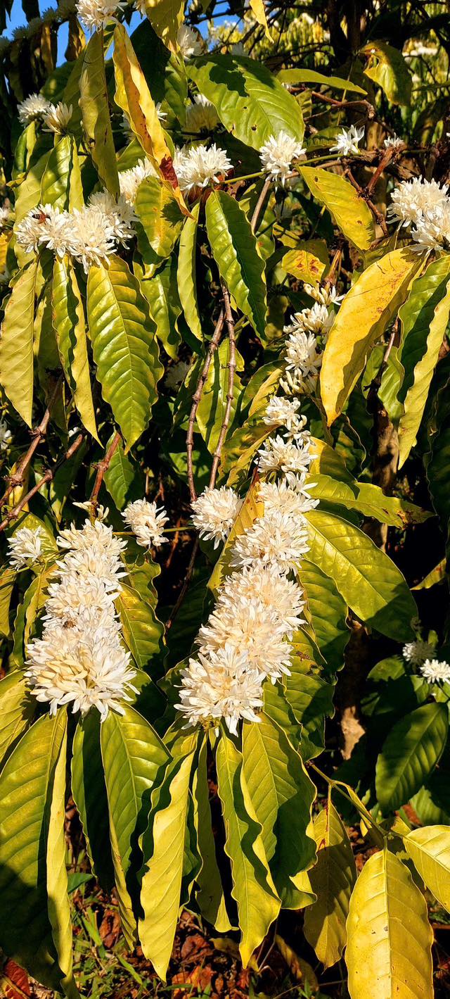 Farm cà phê 1ha4 tại Ngọc Réo, Đắk Hà, Kon Tum - Sổ đỏ chính chủ giá 1 tỷ!