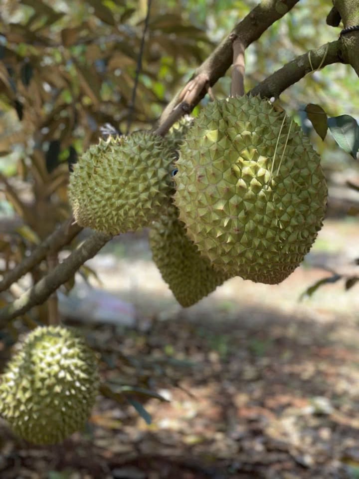 Đất nền Farm Cẩm Mỹ 2100m² giá 3.2 tỷ - Đầu tư sinh lời bền vững!