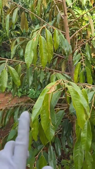 Đất nông nghiệp tại KRong, Huyện KBang, 20.000m² - Giá chỉ 1.9 tỷ!