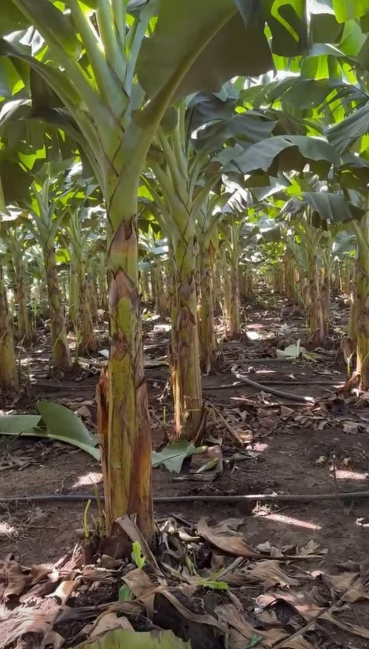 Đất nền Farm 10.000m² Phú Tân, giá 5 tỷ - Đất đẹp thuận lợi kinh doanh!