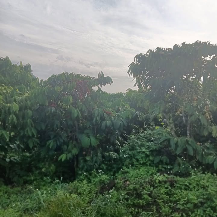 Đất nền 14.400m² tại xã Tân Văn, huyện Lâm Hà - Giá chỉ 1.7 tỷ, chính chủ!