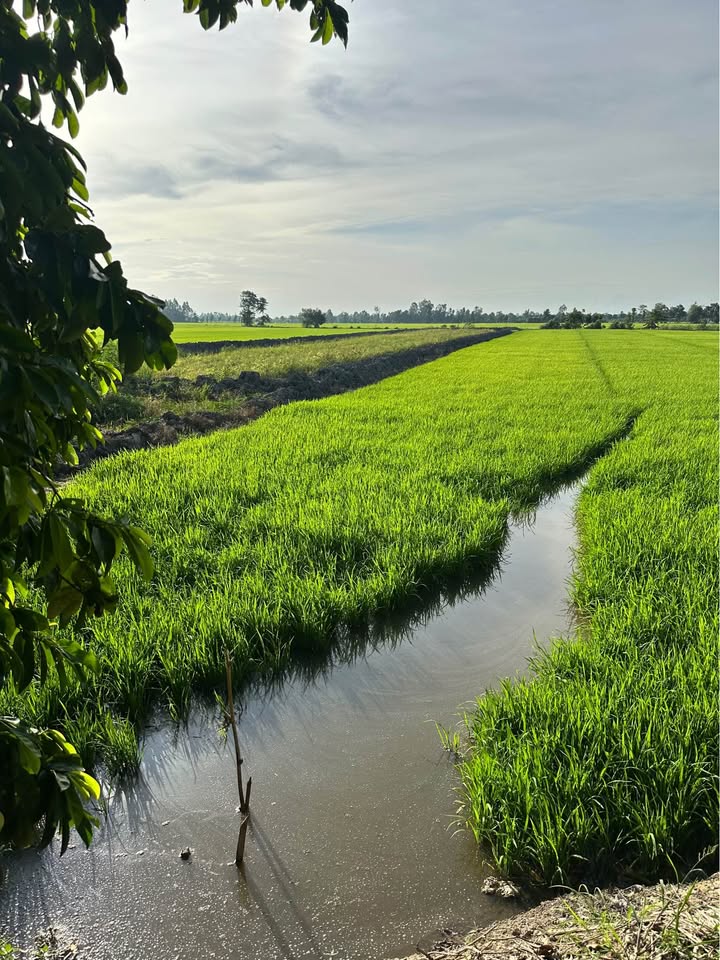 Đất nền 2350m² tại Xã Phương Thịnh, Đồng Tháp - Đường ô tô vào tận nơi, giá chỉ 620 triệu!