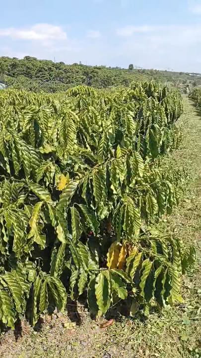 Đất nền 7 sào tại thôn Phúc Tiến, Lâm Hà - Giá chỉ 2.5 tỷ, đầu tư sinh lời!