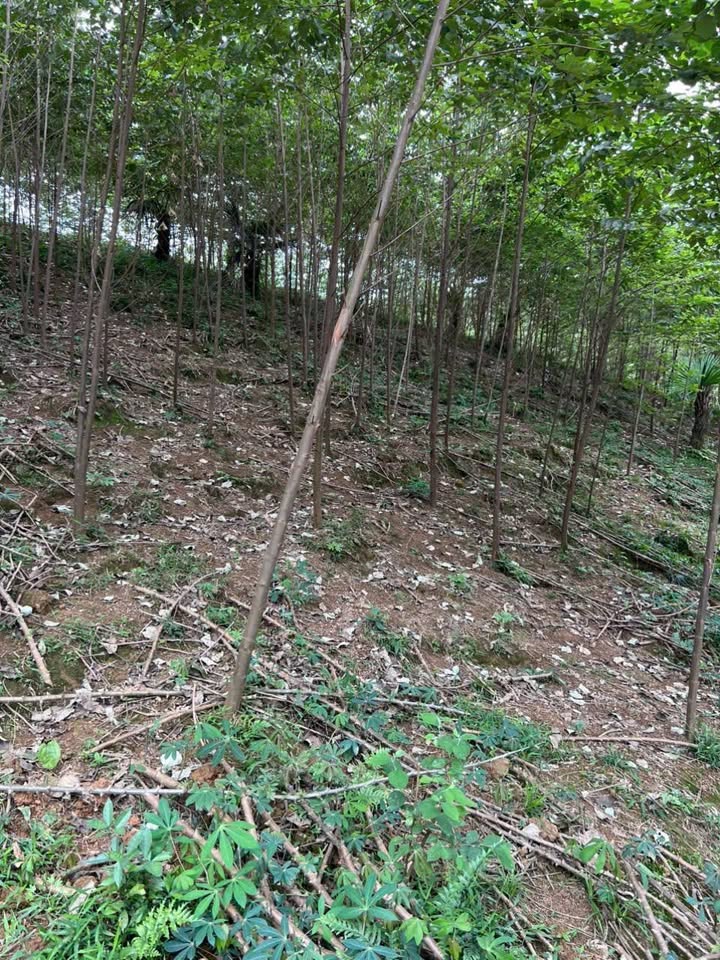 Đất Farm 1ha tại Tân Sơn - Phú Thọ, giá chỉ từ vài trăm triệu - Đầu tư sinh lời!